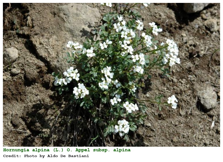 Hornungia alpina (L.) O. Appel subsp. alpina
